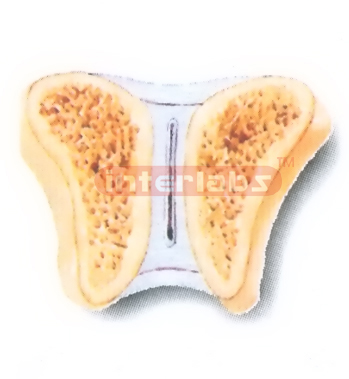 HUMAN CARTILAGINOUS JOINT MODEL